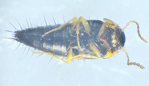 Tachyporus hypnorum